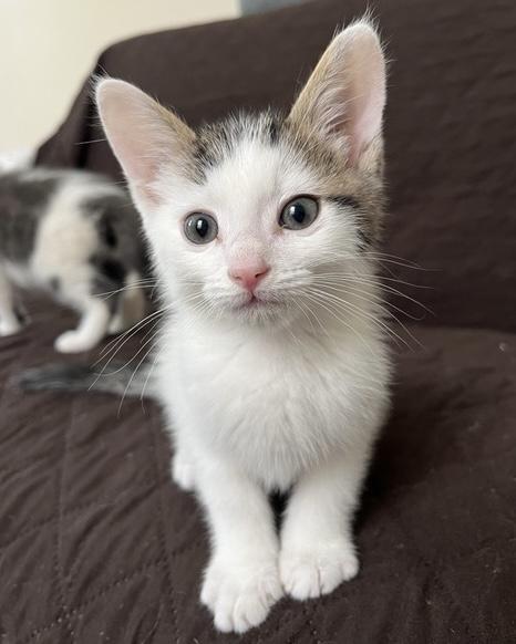 Triscuit, a Adoptable Domestic Short Hair in San Francisco, CA image 2/3