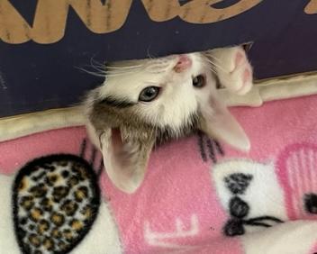 Triscuit, a Adoptable Domestic Short Hair in San Francisco, CA image 3/3