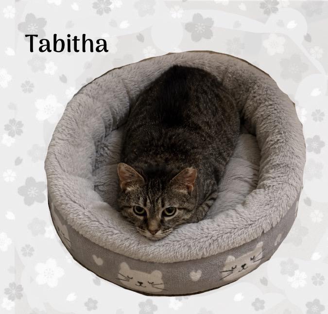 Enlarge TABITHA, a ADOPTABLE Domestic Short Hair in Hamilton, NJ image 2/2