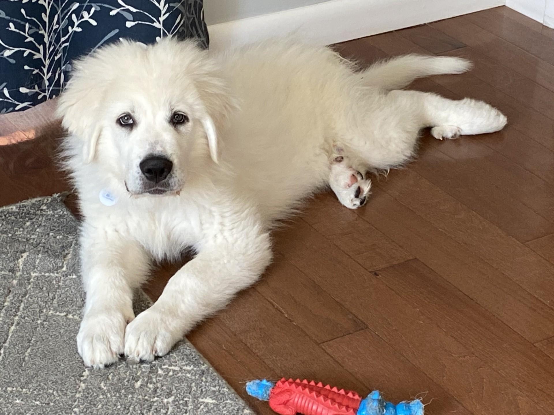 Bailey, Baby Male Great Pyrenees