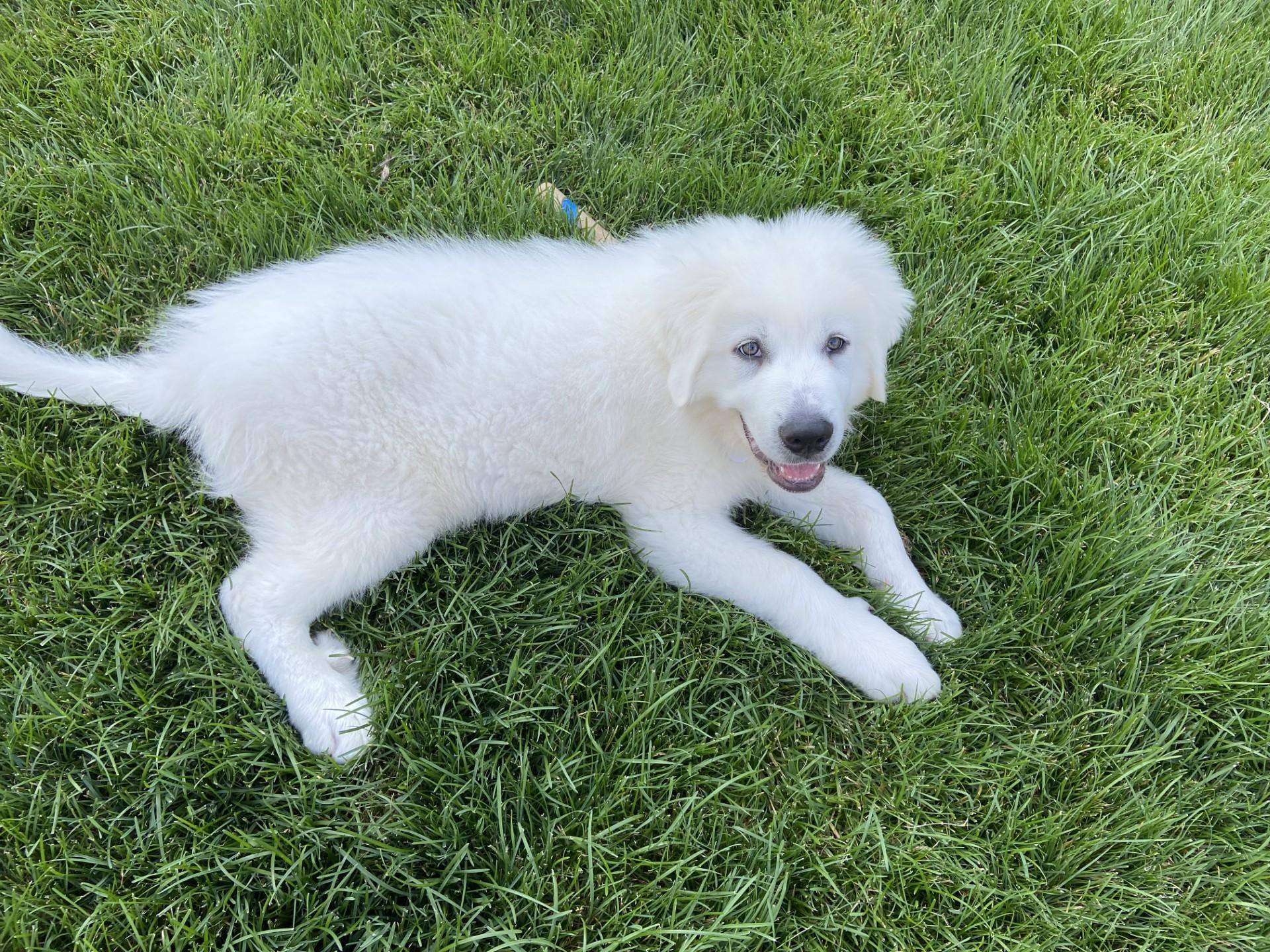 Bailey photo 6
