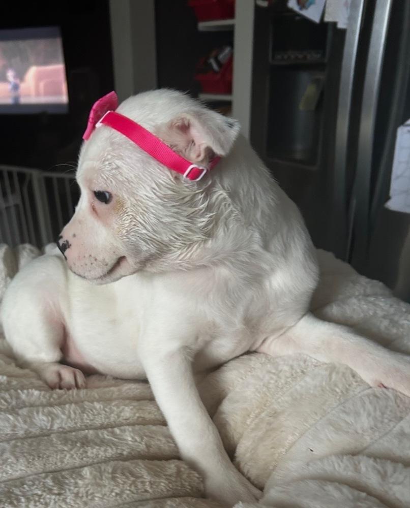 Tiffany, a Adoptable mixed breed in Crest Hill, IL image 3/4