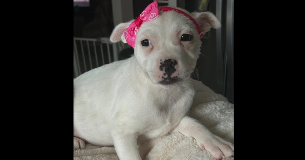 Tiffany, a Adoptable mixed breed in Crest Hill, IL image 4/4