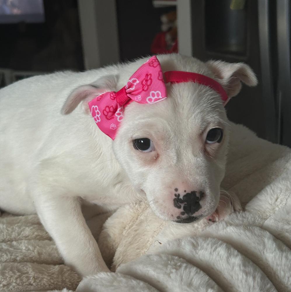 Tiffany, a Adoptable mixed breed in Crest Hill, IL image 2/4