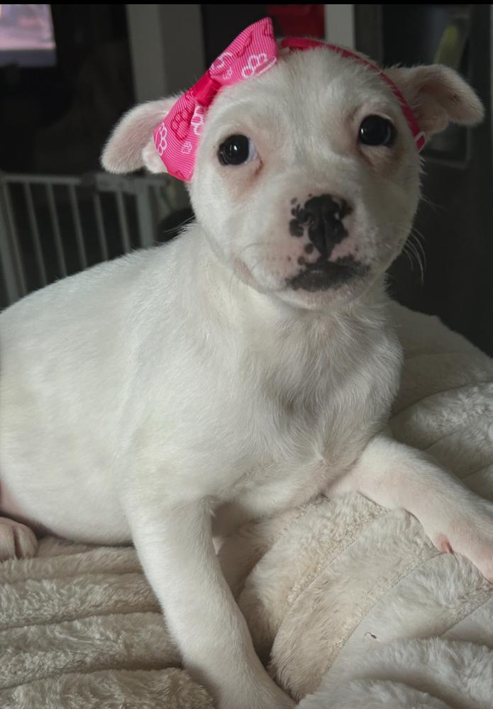Tiffany, Adoptable, Young Female Terrier & Australian Shepherd.