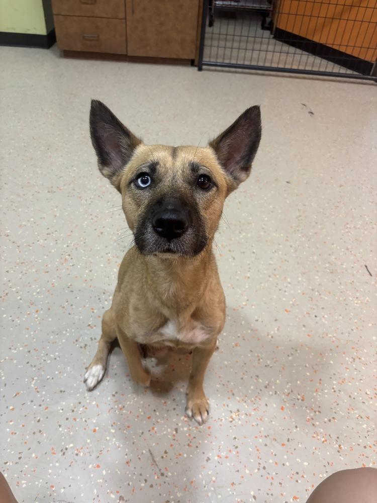 Zen, Adoptable, Adult Female Shepherd.