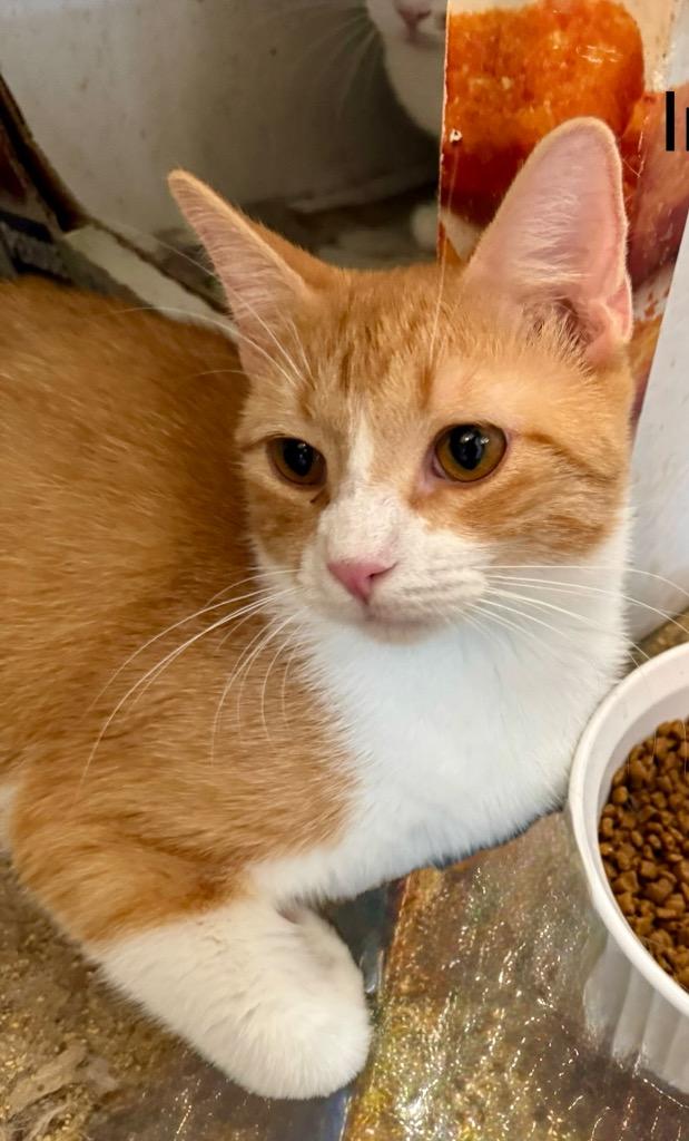 Inca Cola, Adoptable, Young Female Domestic Short Hair.