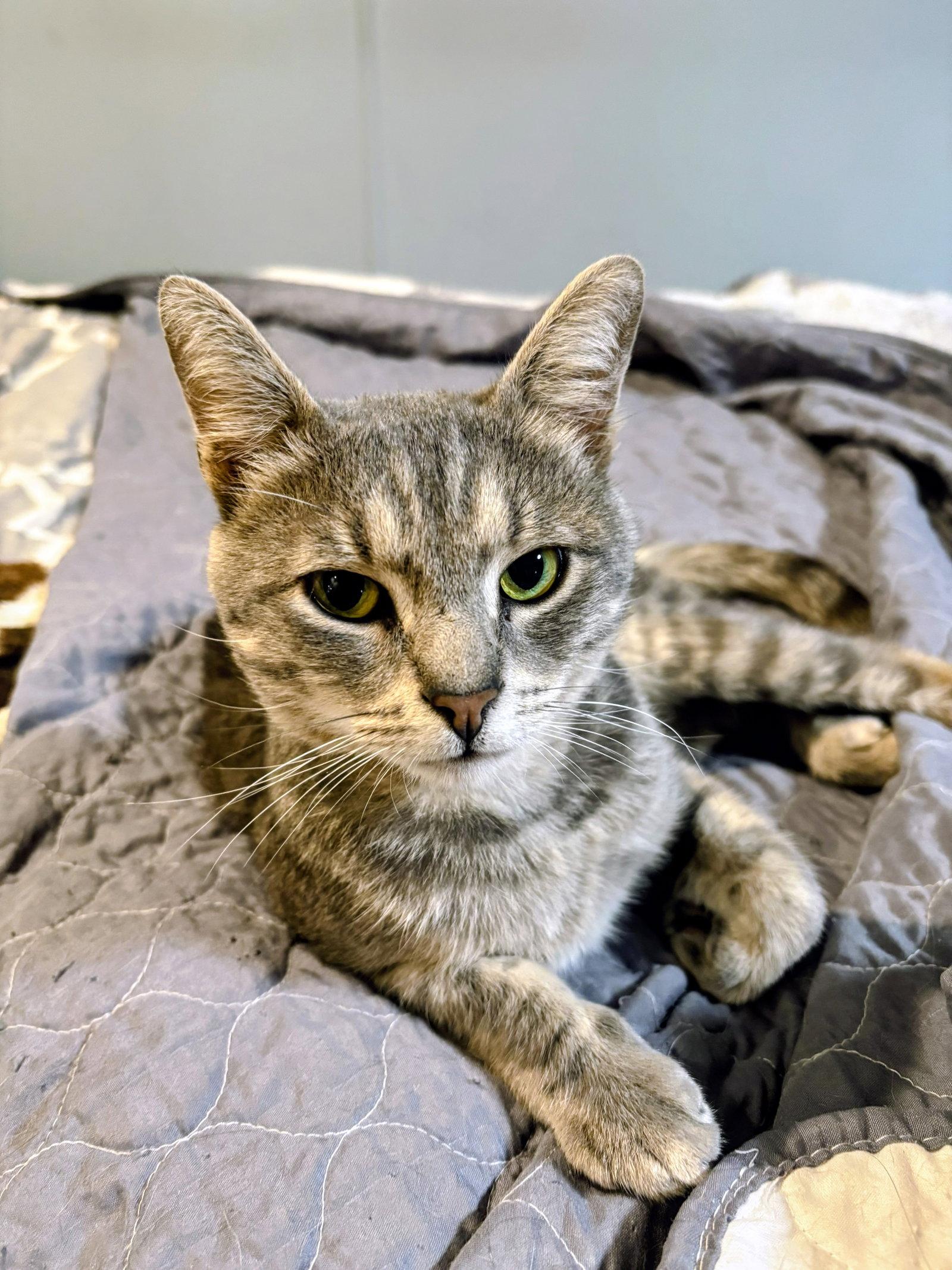 Romeo, Adoptable, Young Male Domestic Short Hair.