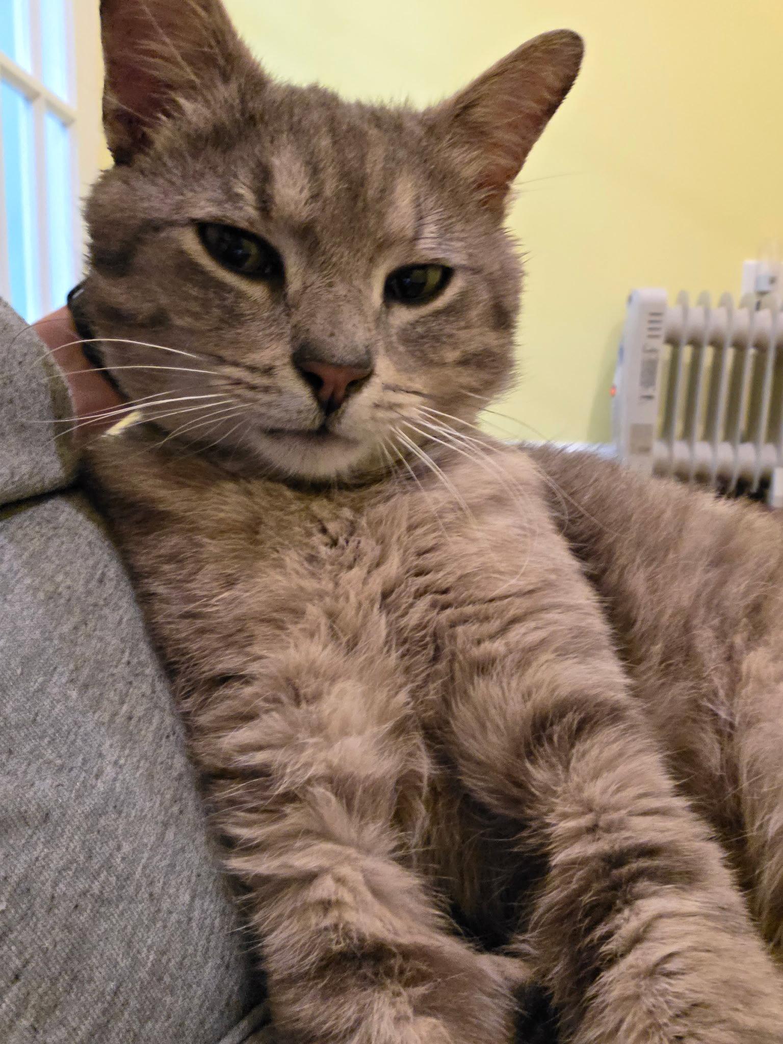 Enlarge Romeo, a Adoptable Domestic Short Hair in Allentown, PA image 2/3