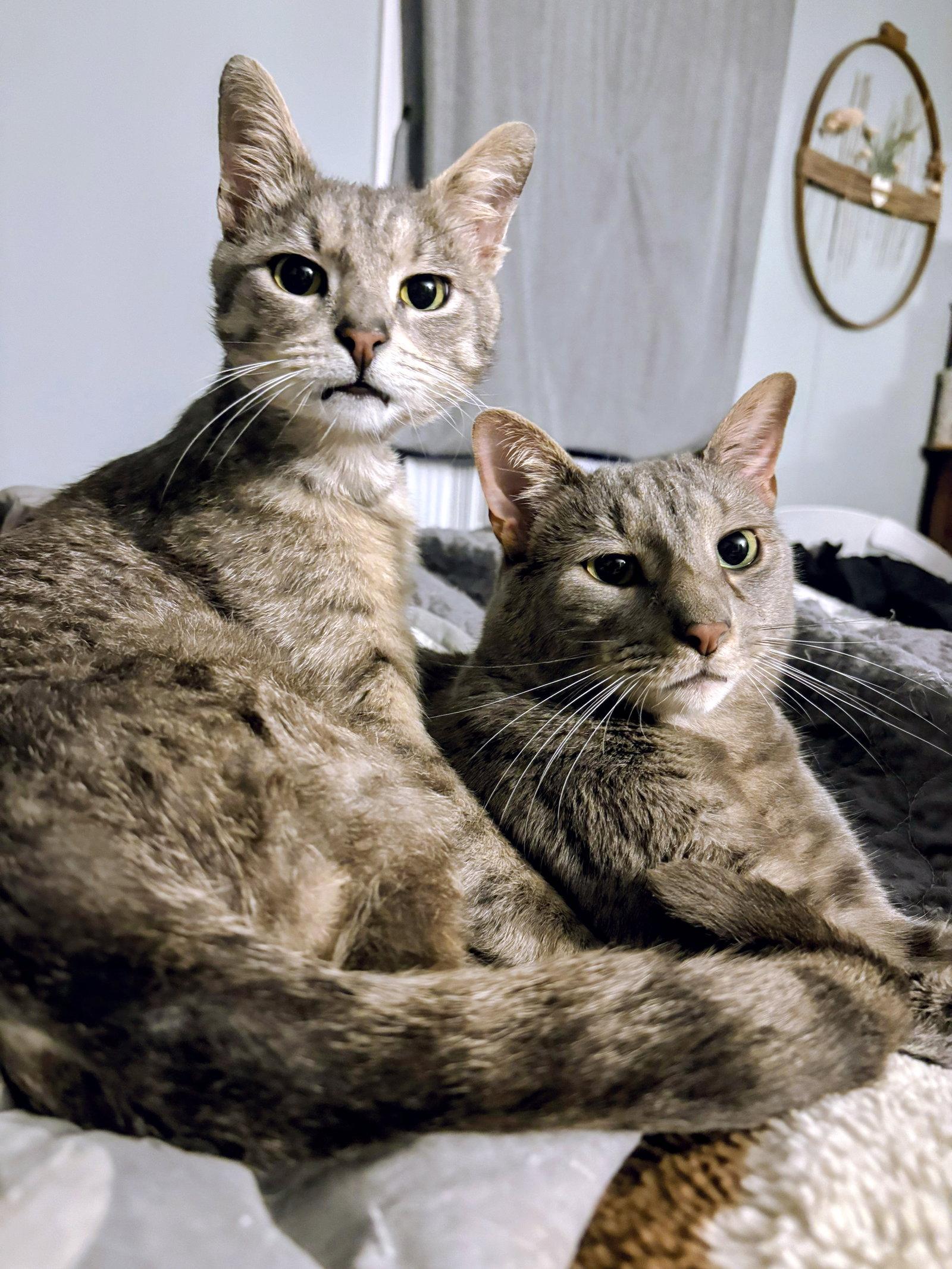 Enlarge Romeo, a Adoptable Domestic Short Hair in Allentown, PA image 3/3