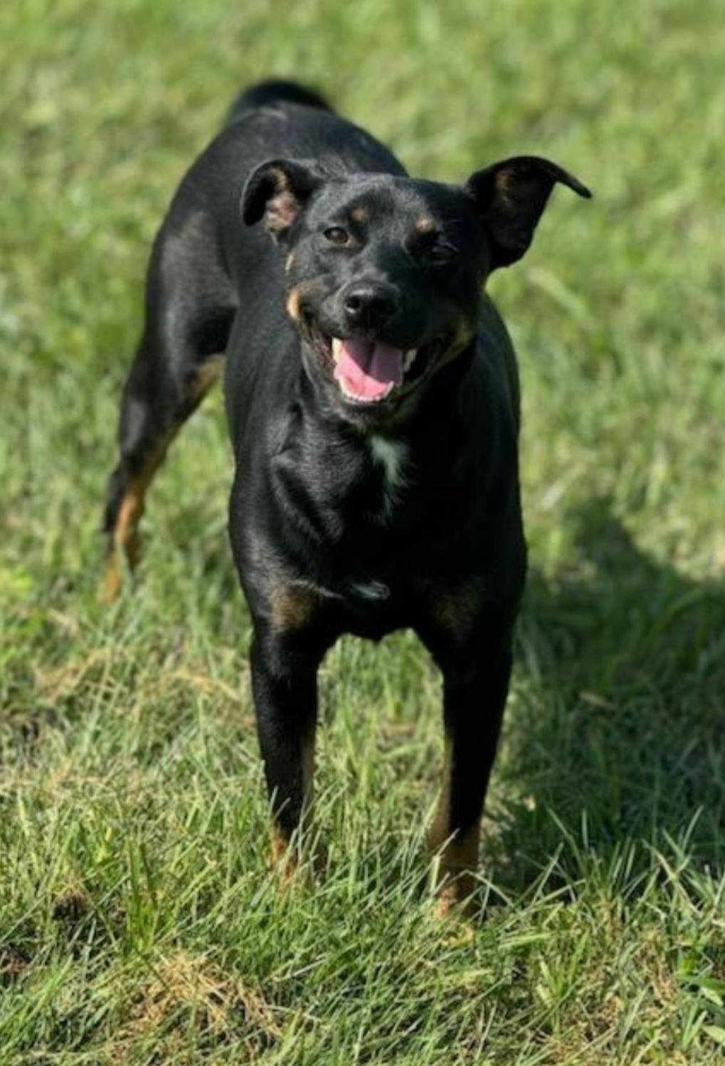 Enlarge Louise, a Adoptable mixed breed in Terre Haute, IN image 1/1