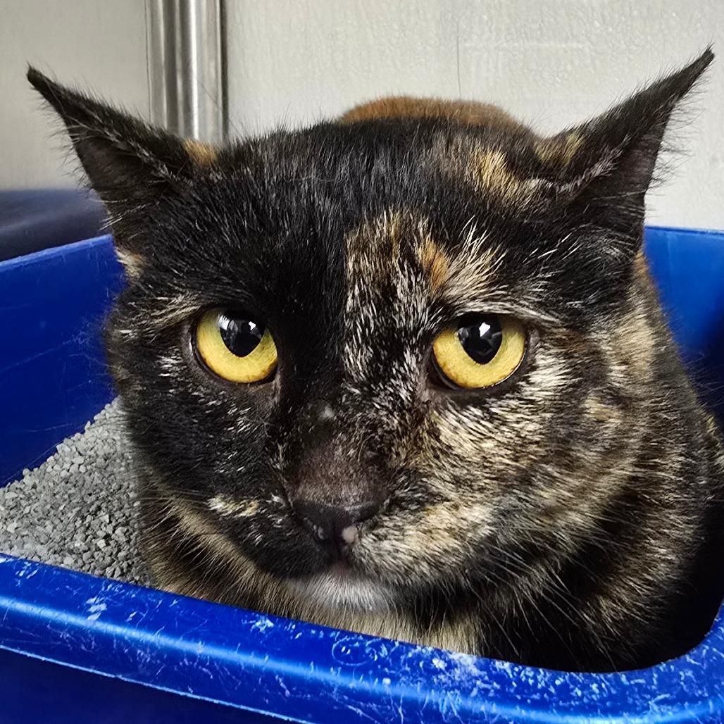 Sunflower, Adoptable, Adult Female Domestic Medium Hair.