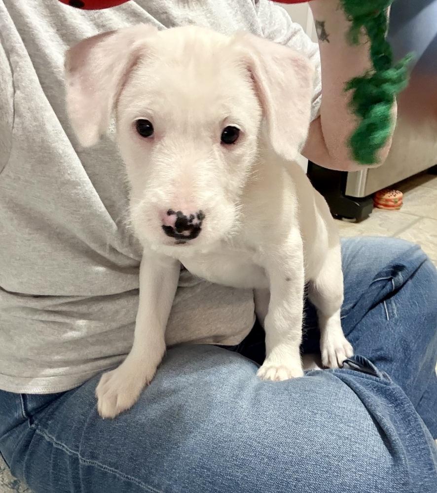 Petra, Adoptable, Puppy Female German Wirehaired Pointer & Mixed Breed.
