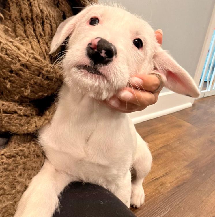 Petra, Adoptable, Puppy Female German Wirehaired Pointer & Mixed Breed.