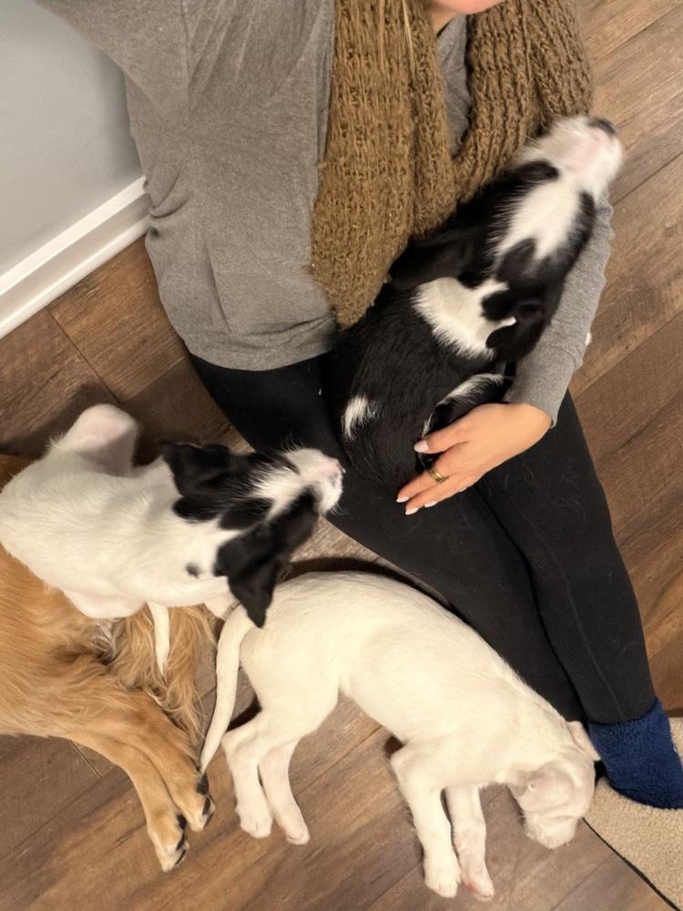 Enlarge Petra, a Adoptable mixed breed in Middletown, CT image 2/5