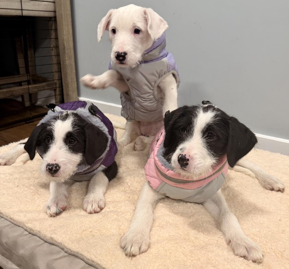 Enlarge Petra, a Adoptable mixed breed in Middletown, CT image 3/5