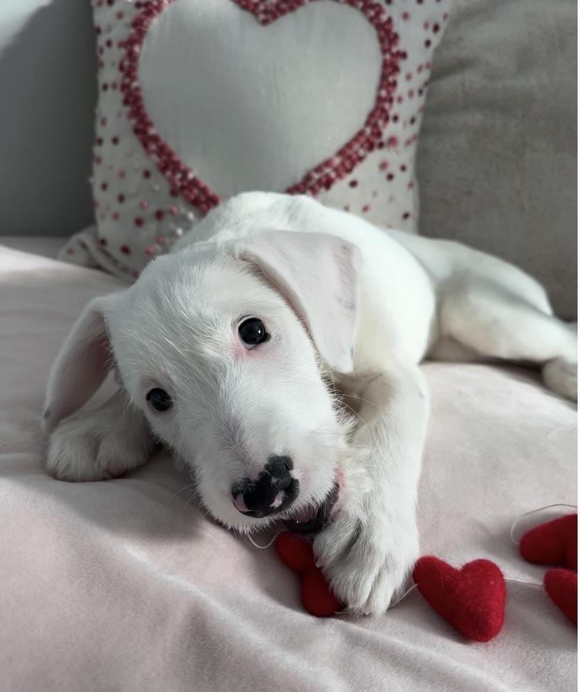 Enlarge Petra, a Adoptable mixed breed in Middletown, CT image 4/5