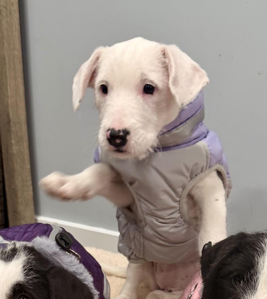 Enlarge Petra, a Adoptable mixed breed in Middletown, CT image 5/5