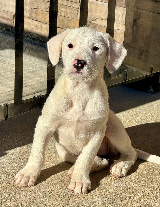 Enlarge Petra, a Adoptable mixed breed in Middletown, CT image 6/6