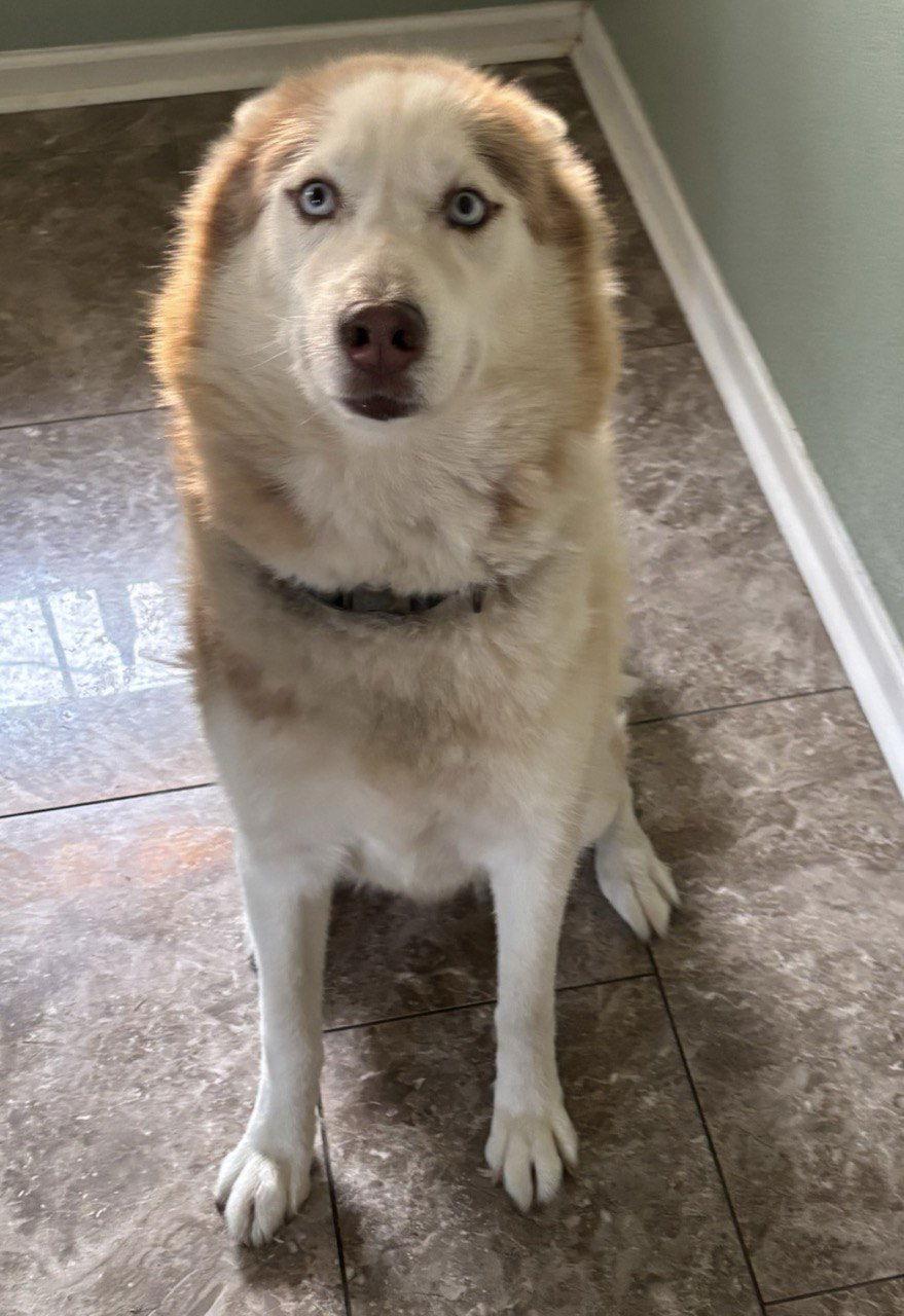 Enlarge Goku, a Adopted Siberian Husky in Carrollton, TX image 1/1