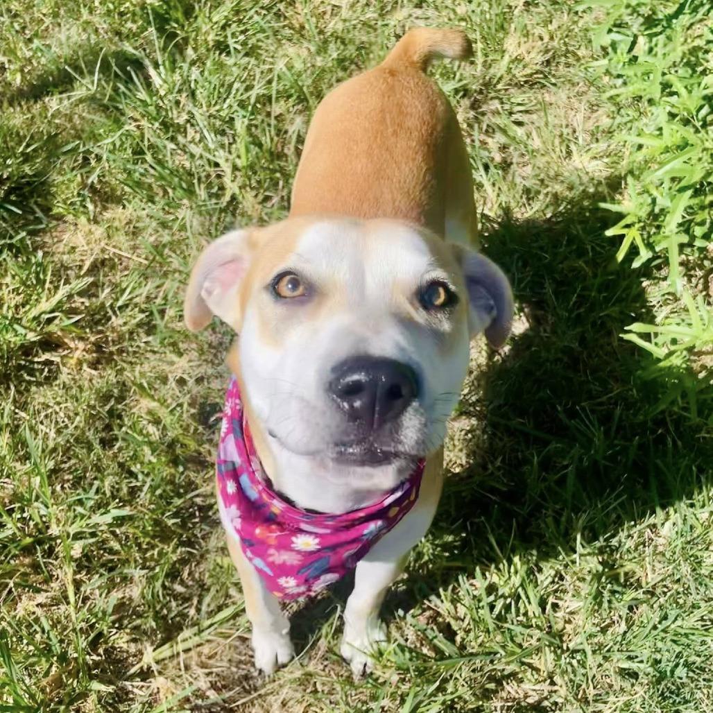 Sage, Adoptable, Young Female Labrador Retriever.