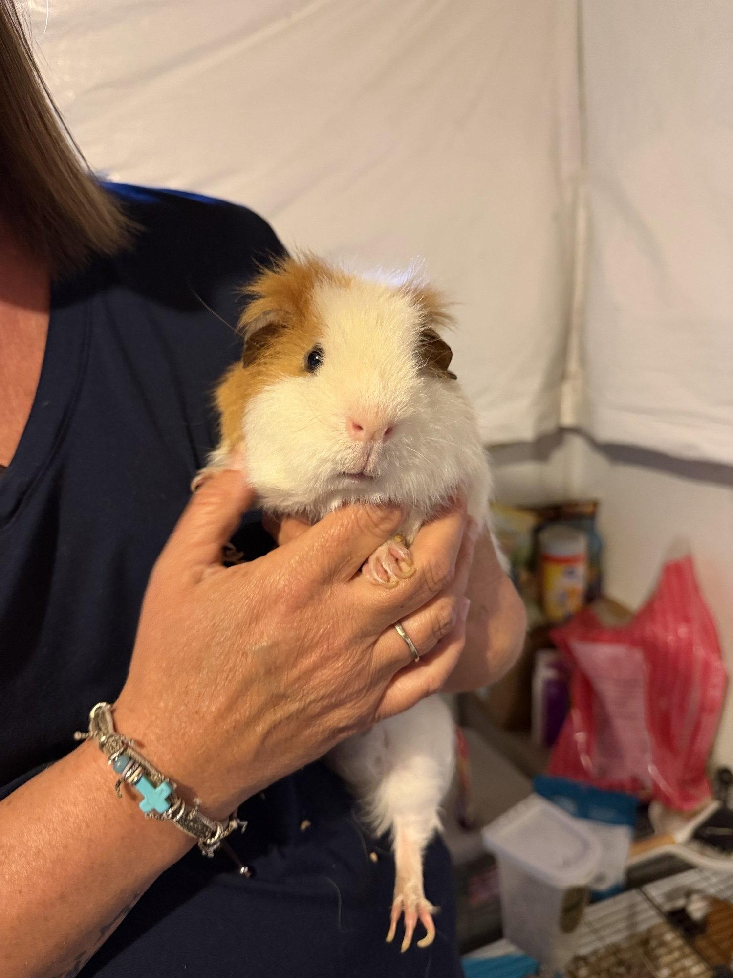Winston and Charlie, Adopted, Adult Male Guinea Pig.