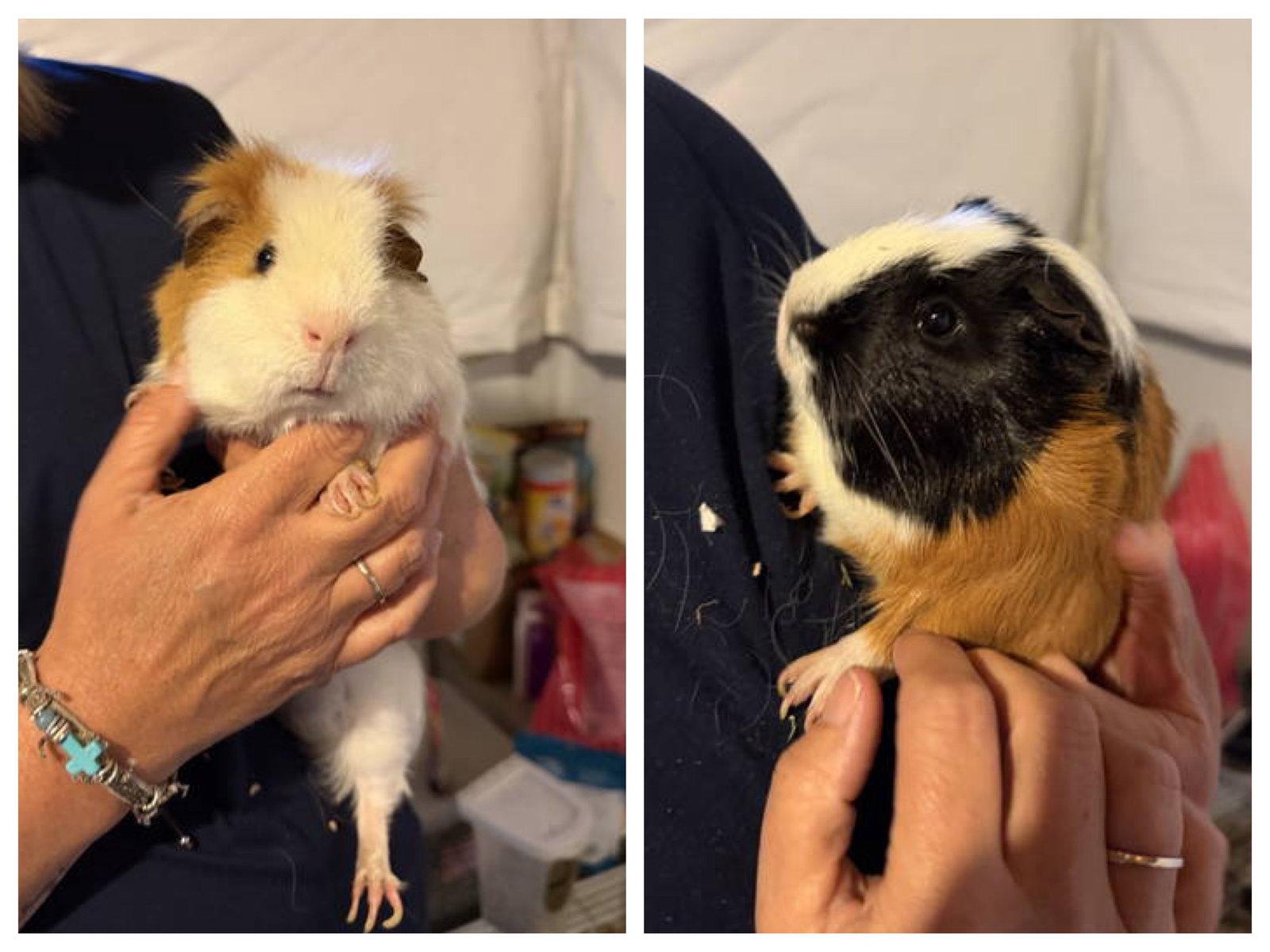 Winston and Charlie, a Adopted Guinea Pig in Hockessin, DE image 2/3