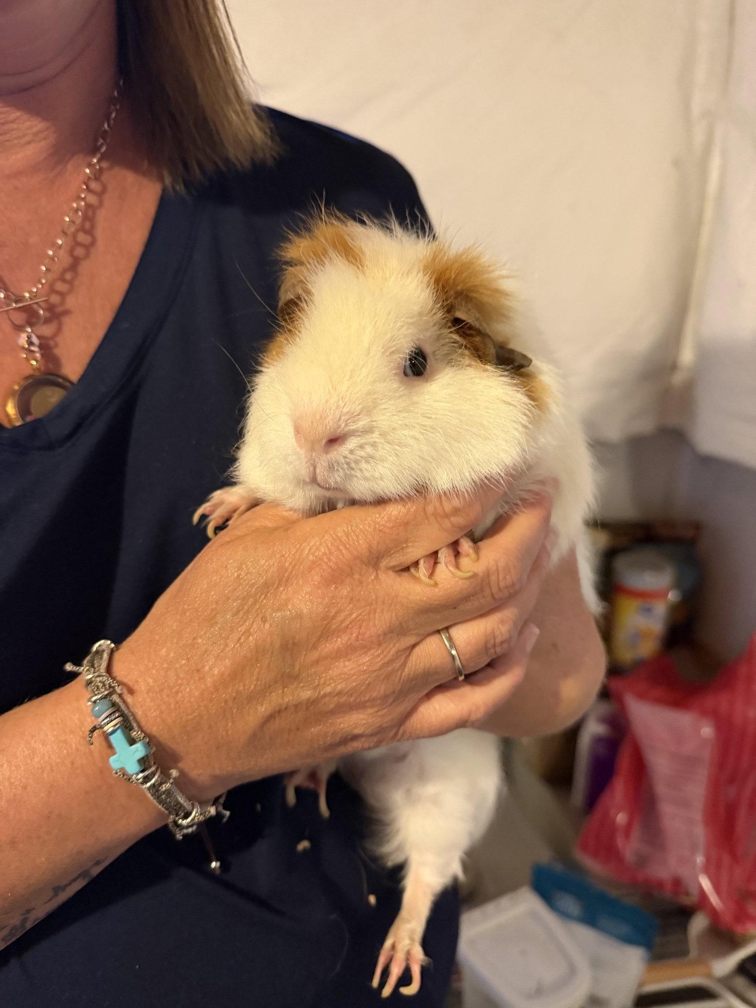 Winston and Charlie, a Adopted Guinea Pig in Hockessin, DE image 3/3