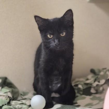 Peppercorn, adoptable, Kitten Female Domestic Short Hair.