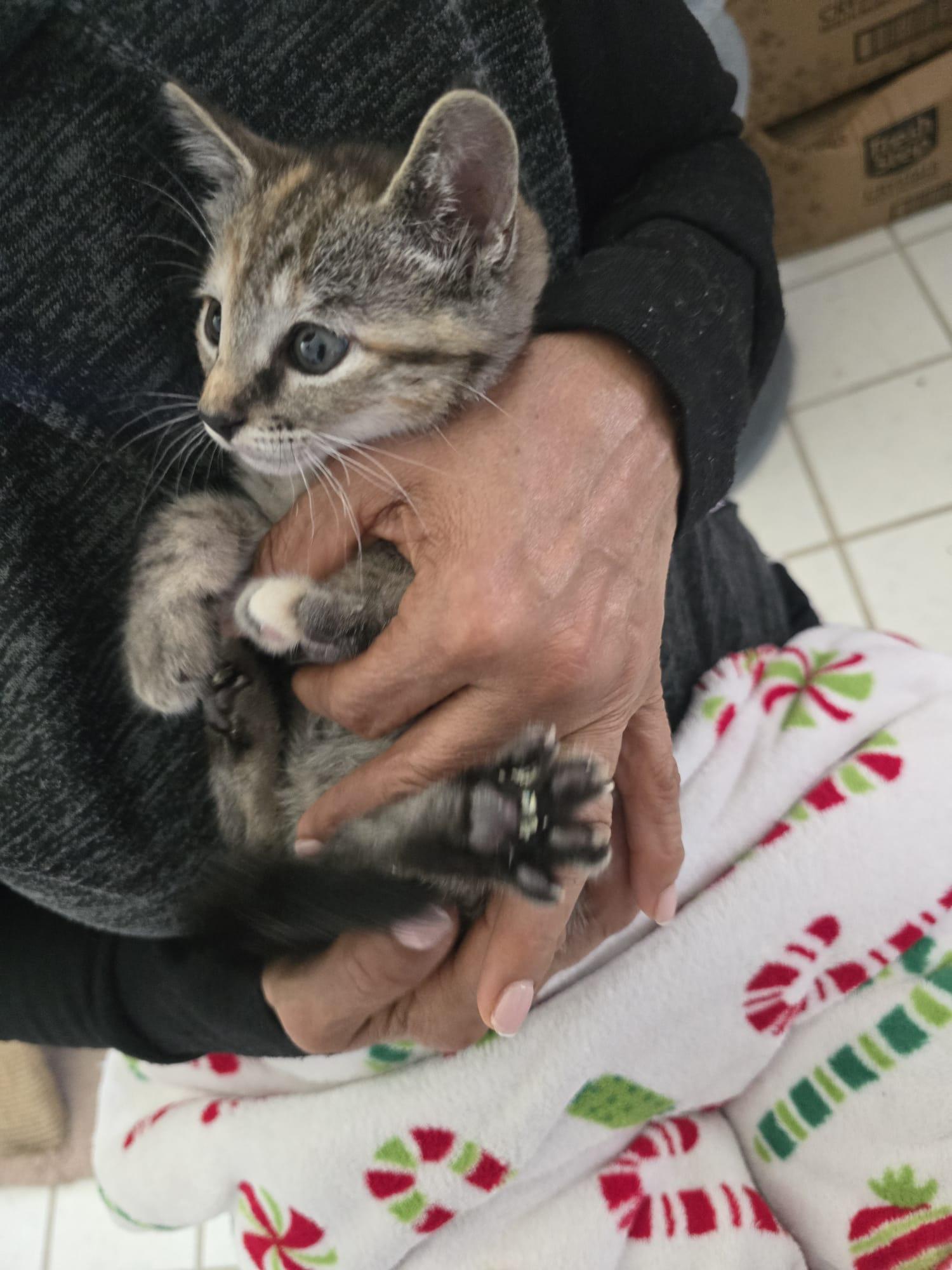 Muffin, an adopted Tabby in Parkland, FL image 3/6