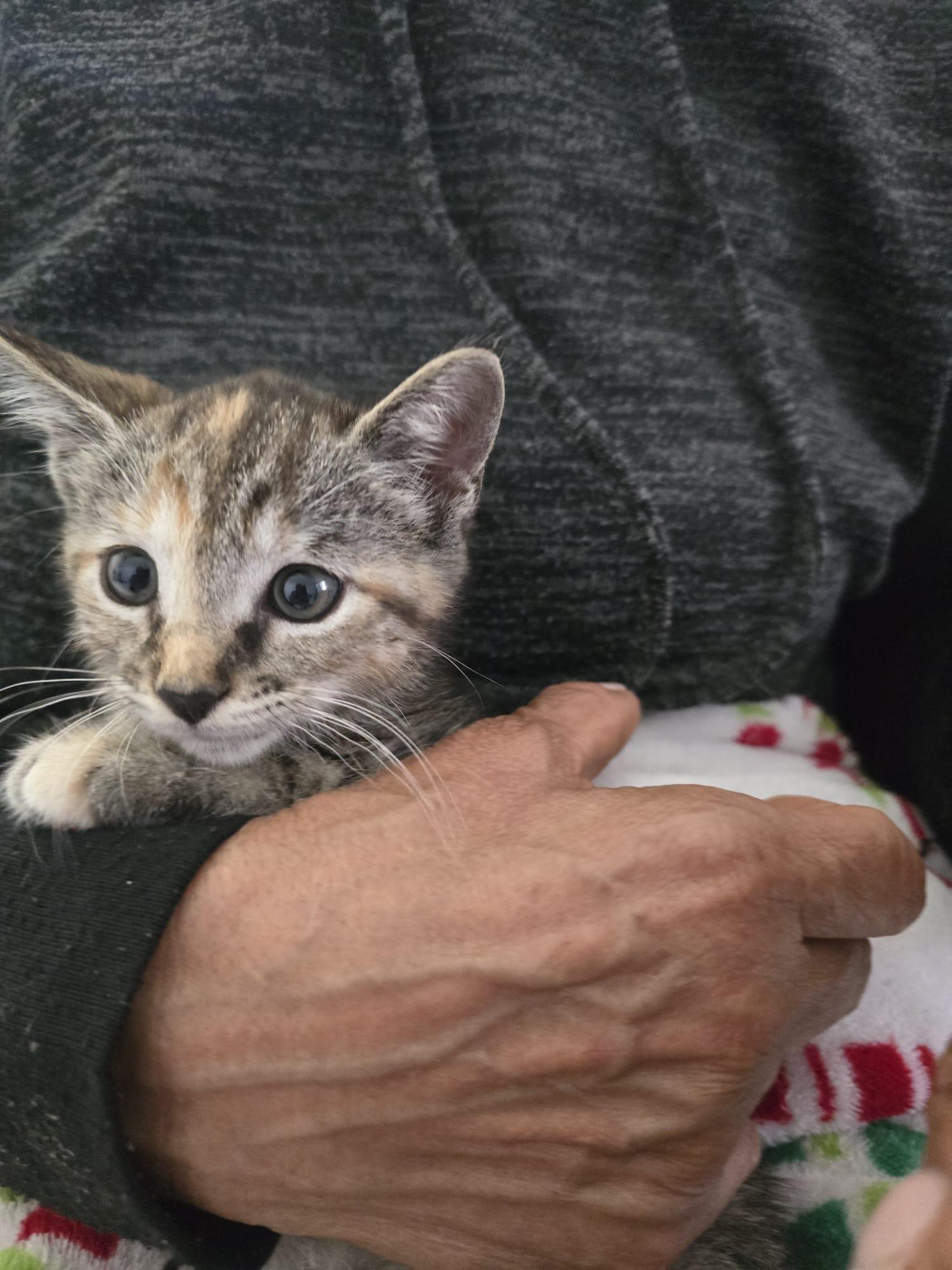 Muffin, an adopted Tabby in Parkland, FL image 6/6