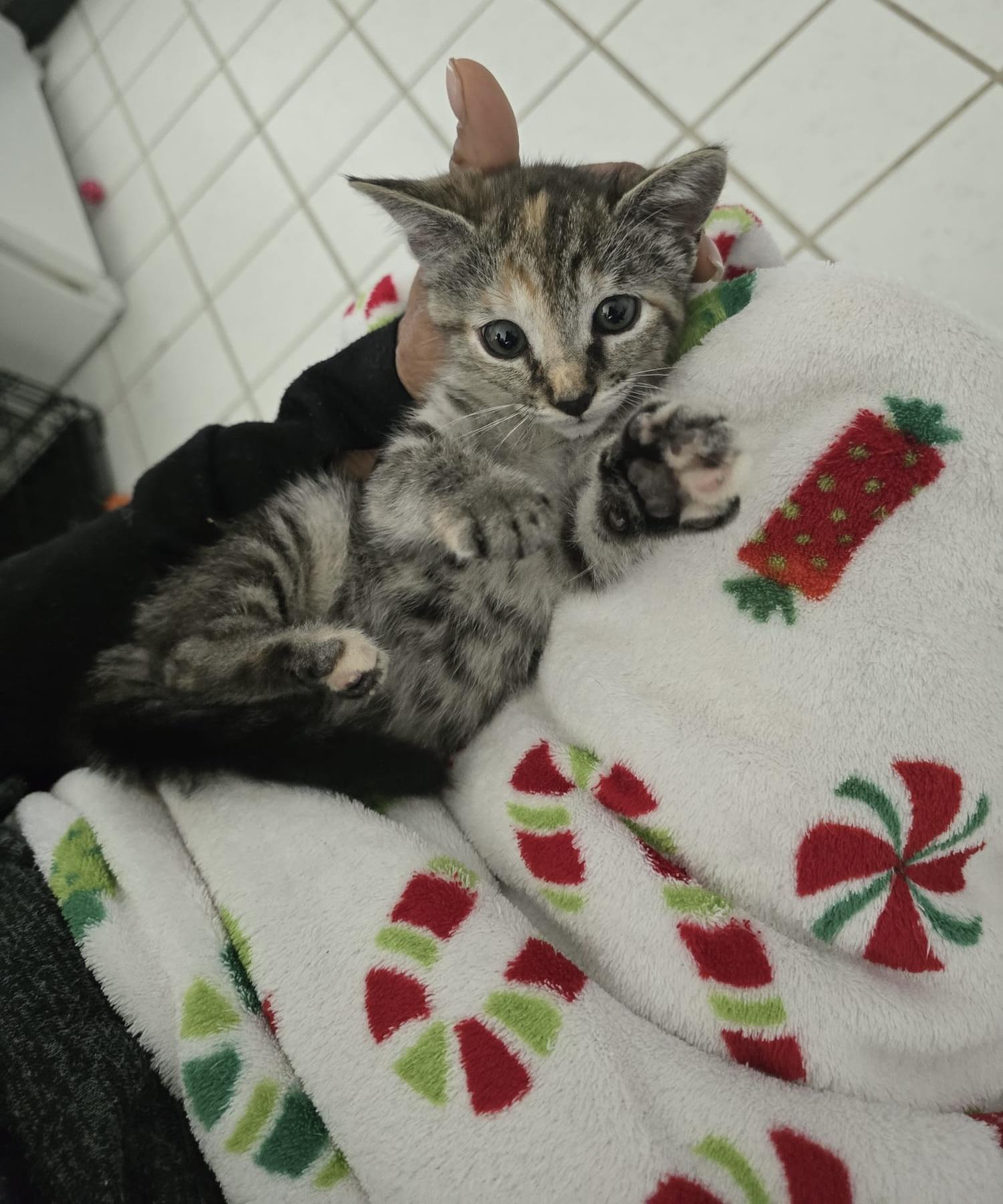 Muffin, an adopted Tabby in Parkland, FL image 5/6