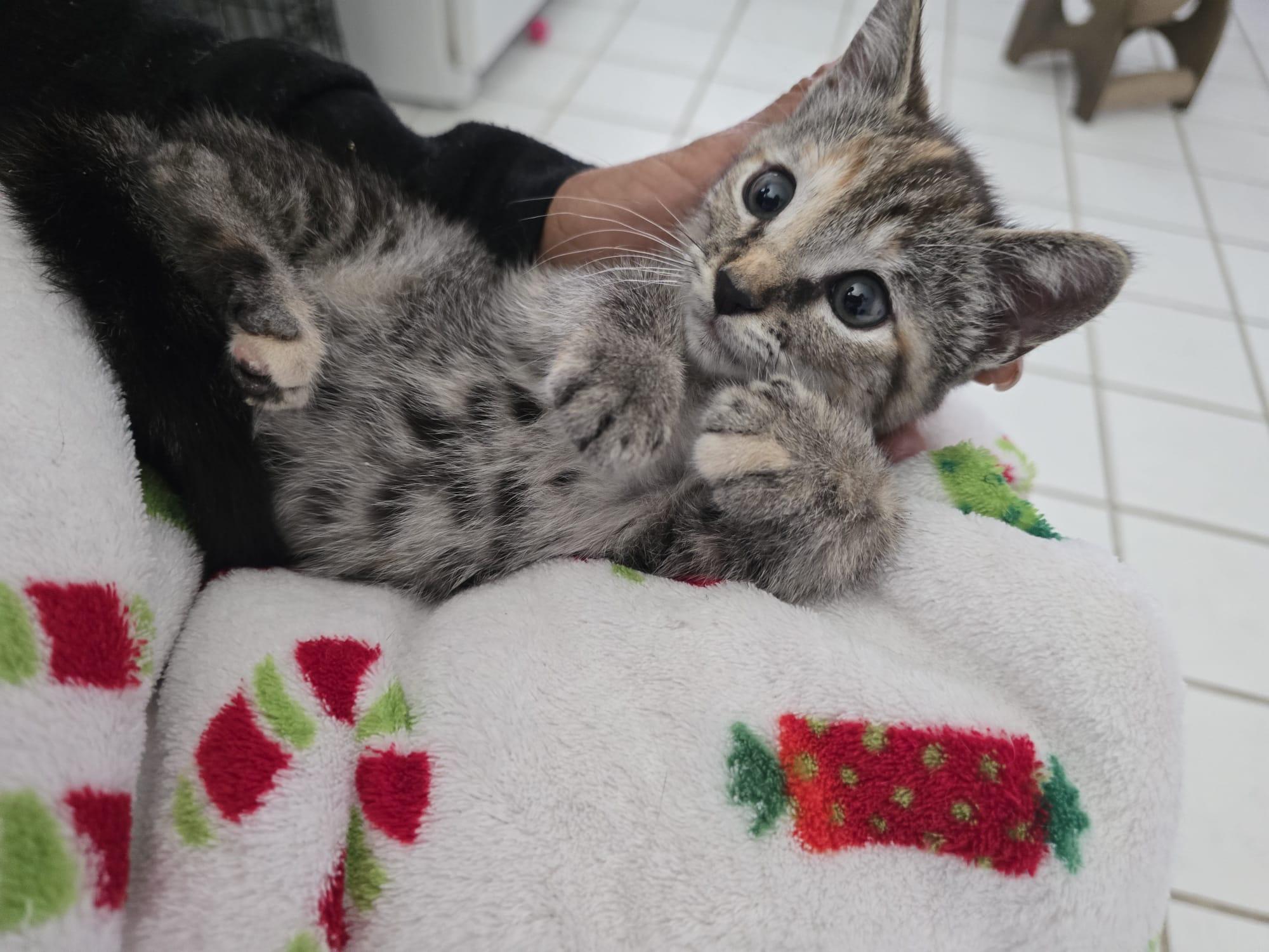 Muffin, an adopted Tabby in Parkland, FL image 2/6