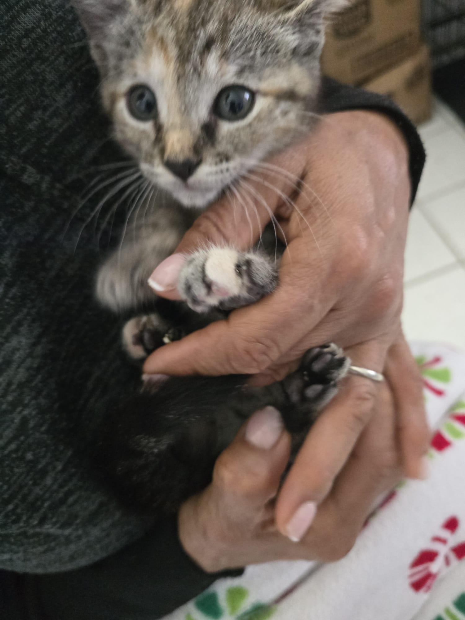 Muffin, an adopted Tabby in Parkland, FL image 4/6