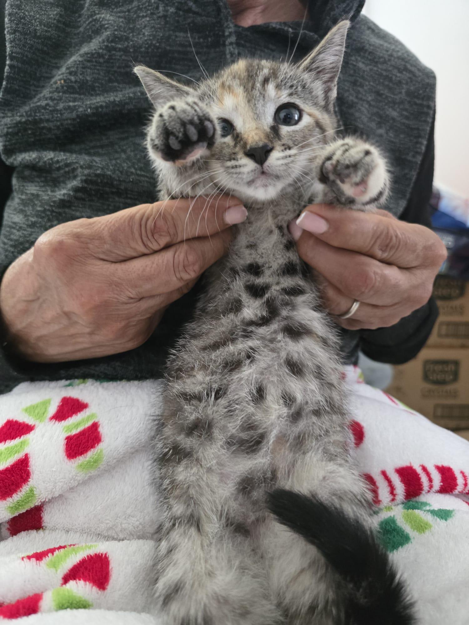 Muffin, adopted, Kitten Male Tabby.
