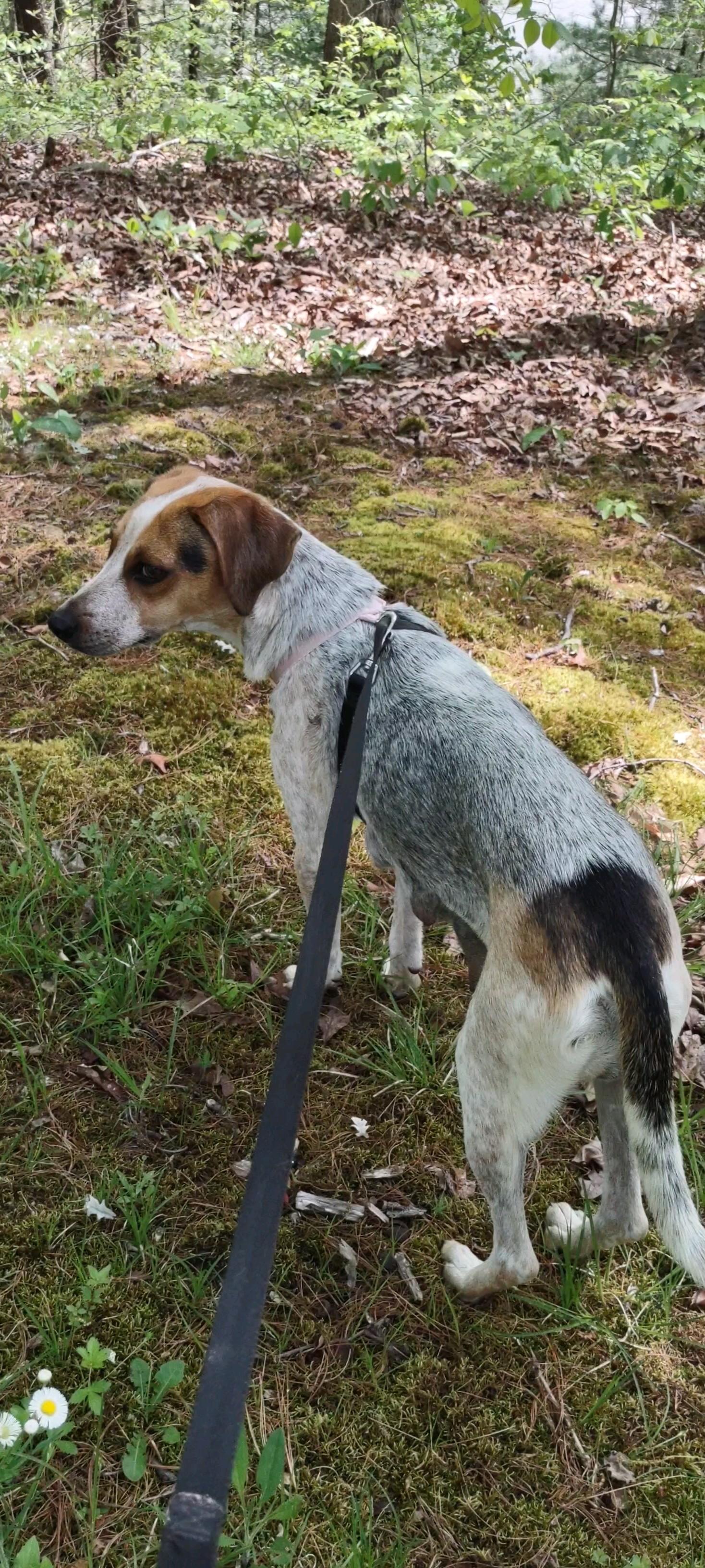 Nora , an adopted mixed breed in Clay City, KY image 3/6