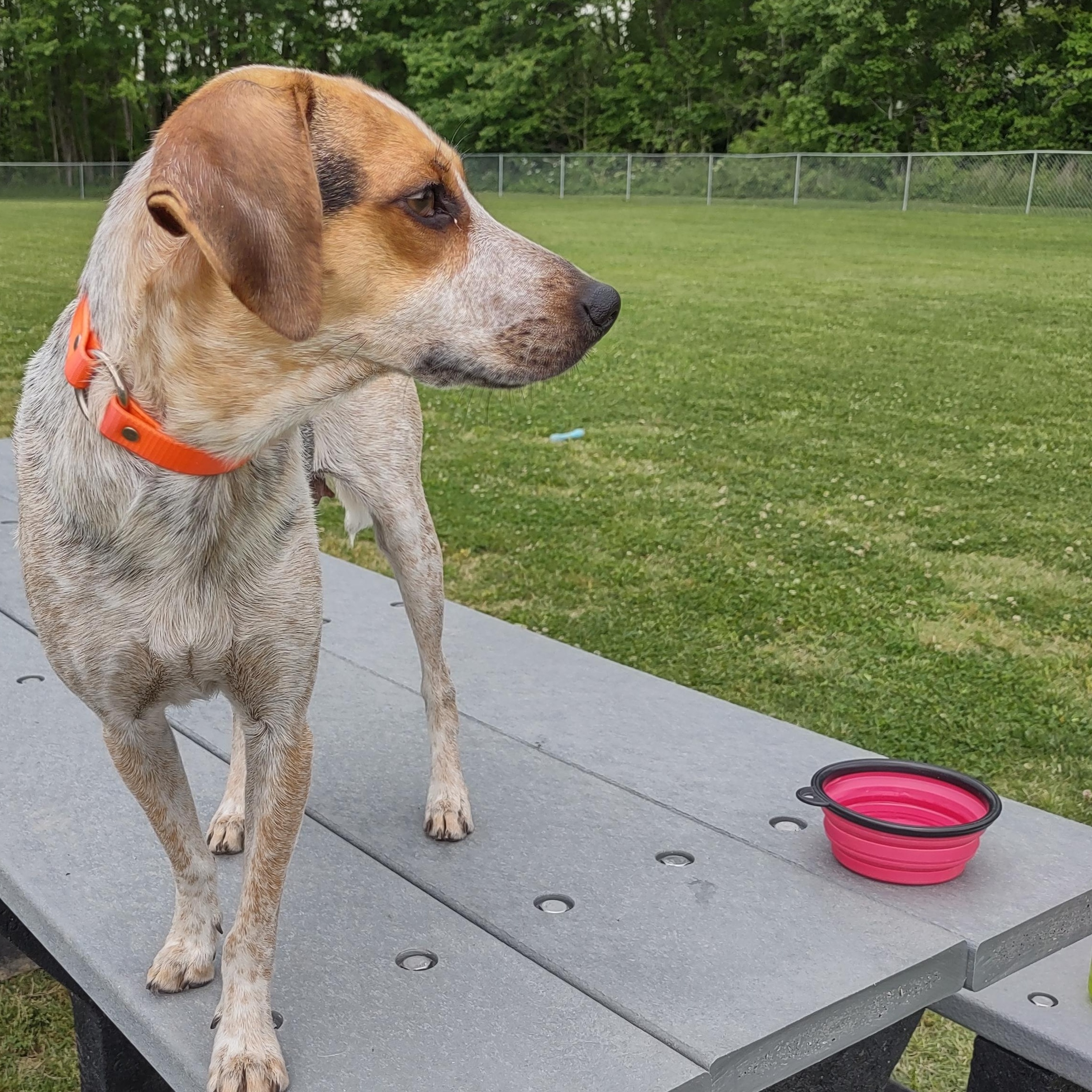 Nora , adopted, Puppy Female Beagle.