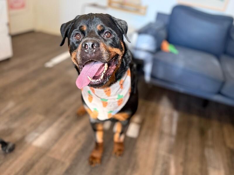 Raja Beefcake And Prayer thumbnail 3