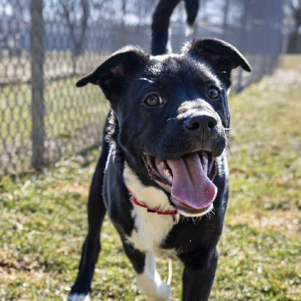 Enlarge Tzatziki, a ADOPTABLE Labrador Retriever in Valparaiso, IN image 1/3