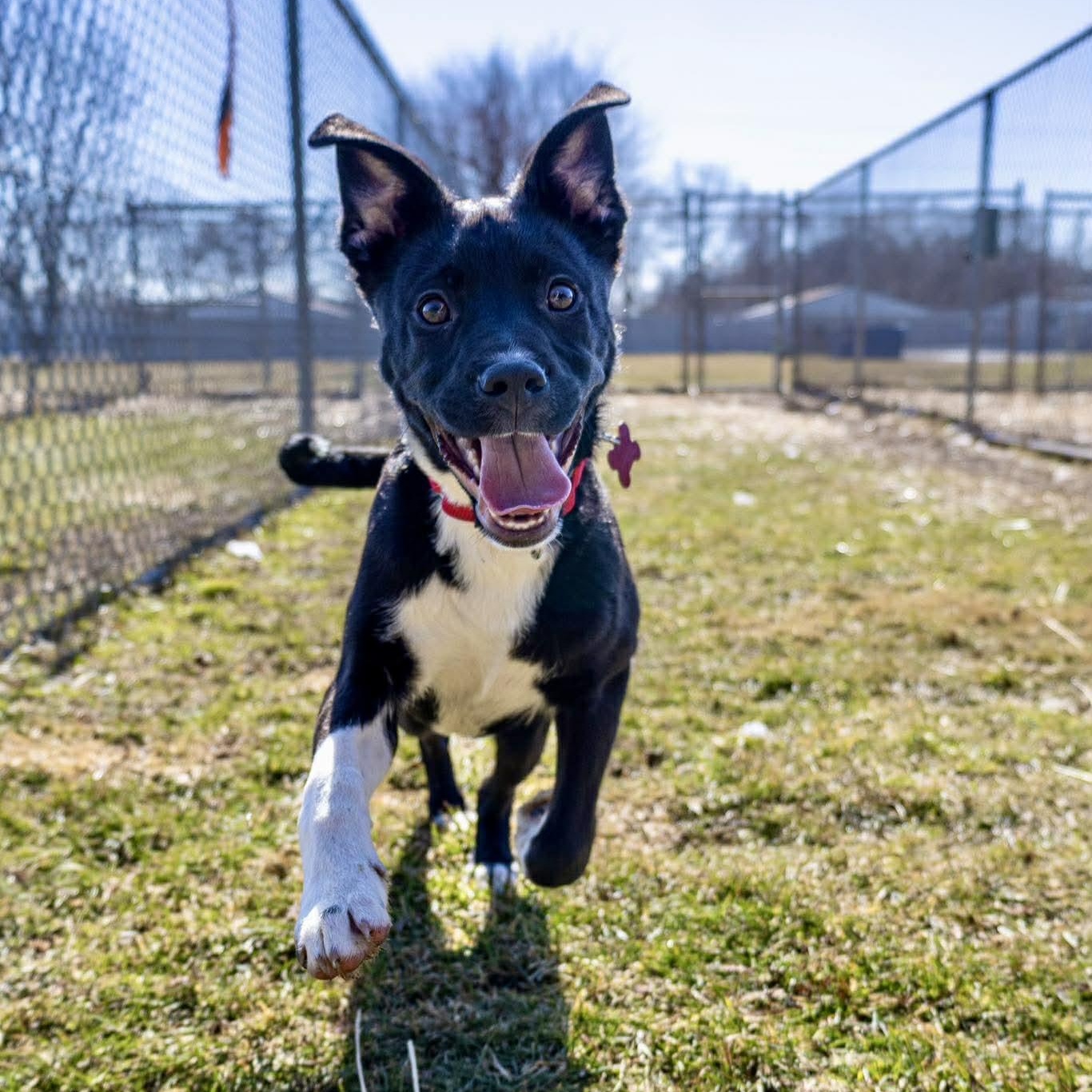 Enlarge Tzatziki, a ADOPTABLE Labrador Retriever in Valparaiso, IN image 3/3