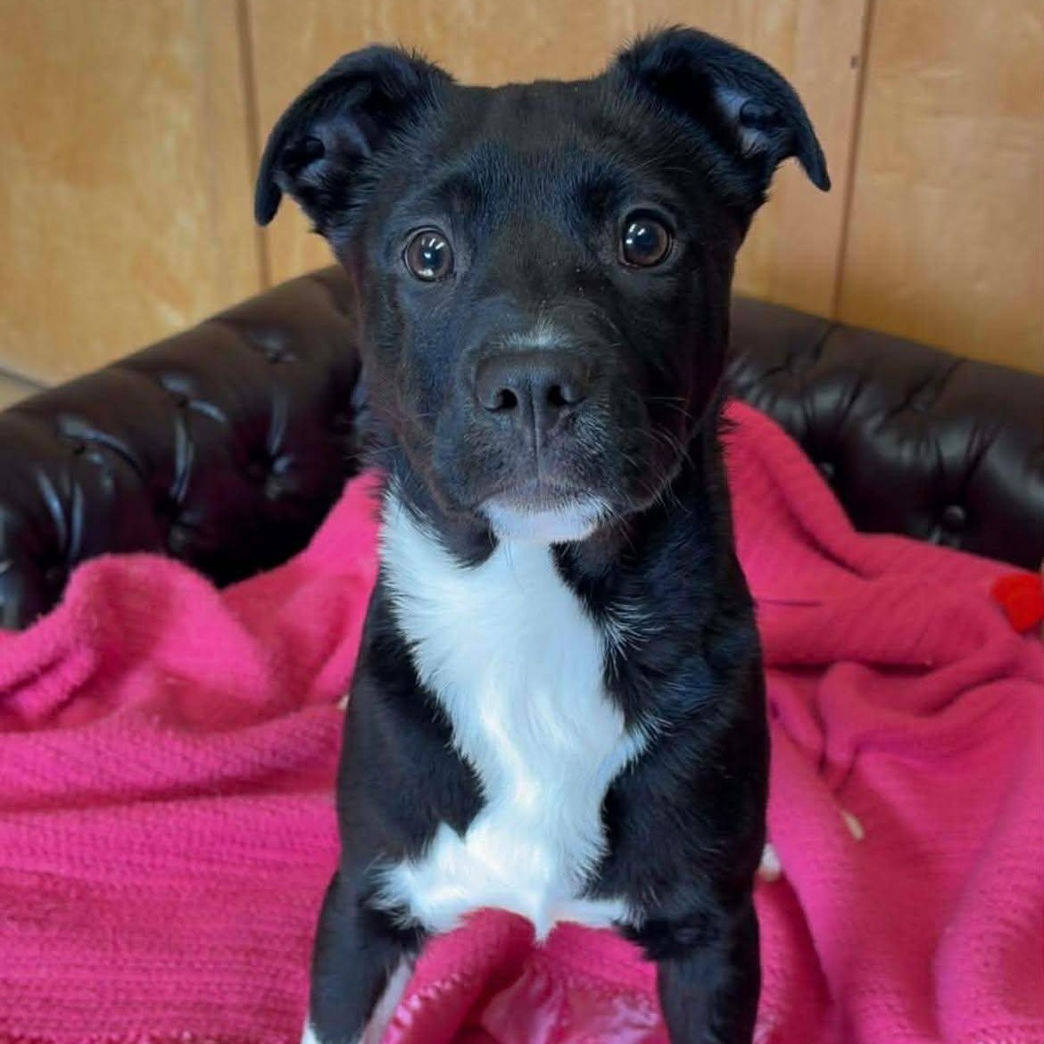 Enlarge Tzatziki, a ADOPTABLE Labrador Retriever in Valparaiso, IN image 2/3
