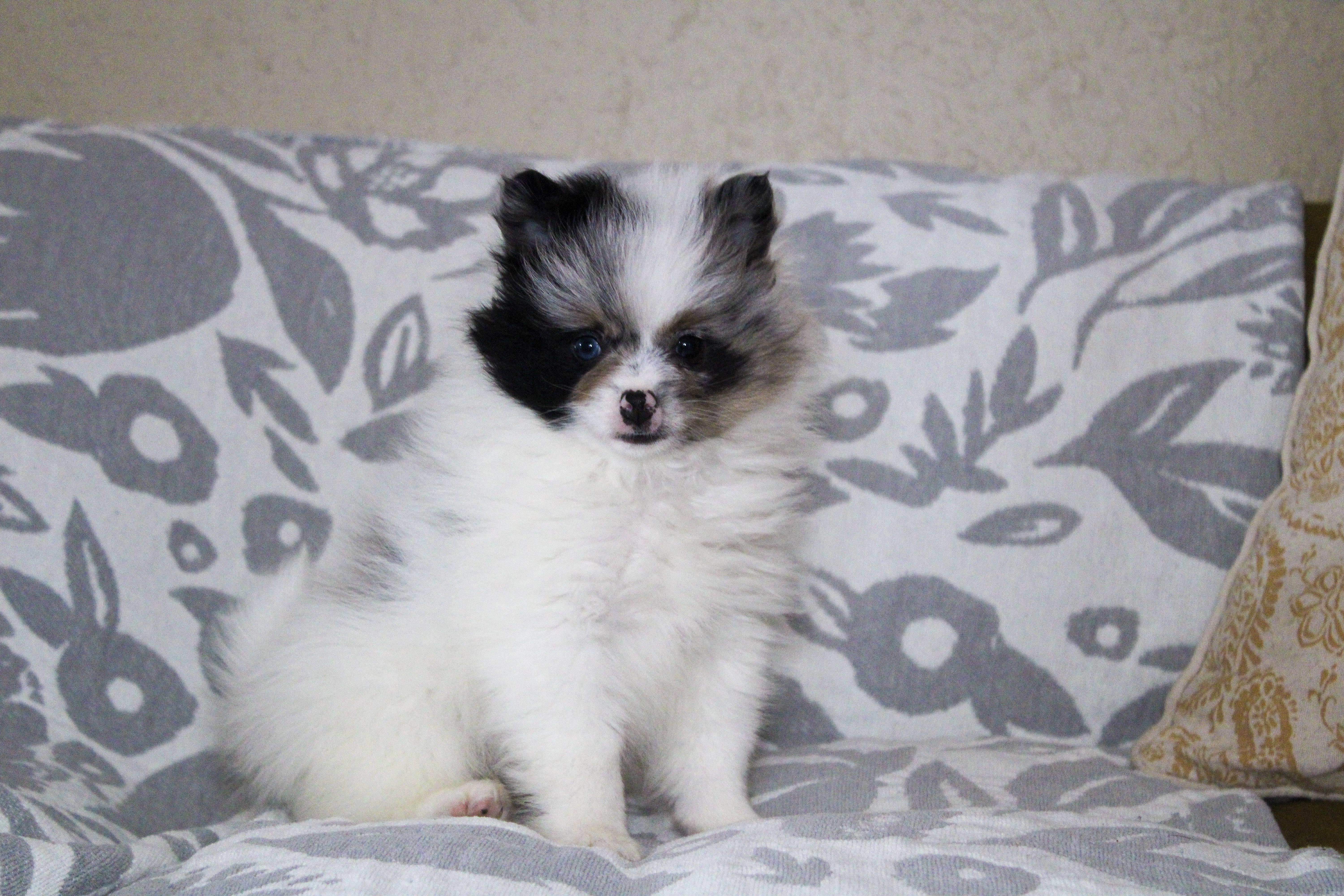 Stewie, adopted, Young Male Pomeranian.