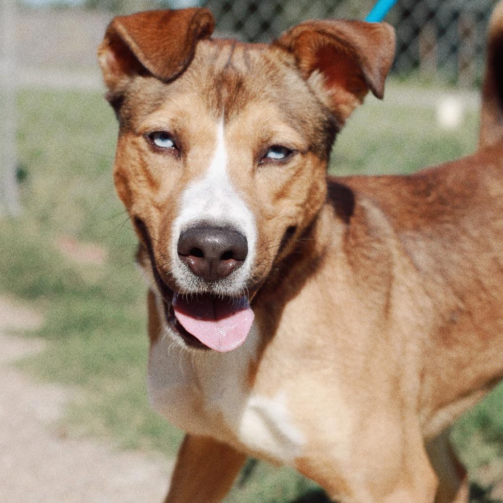 Enlarge Gregory, a Adoptable mixed breed in Henderson, KY image 1/6