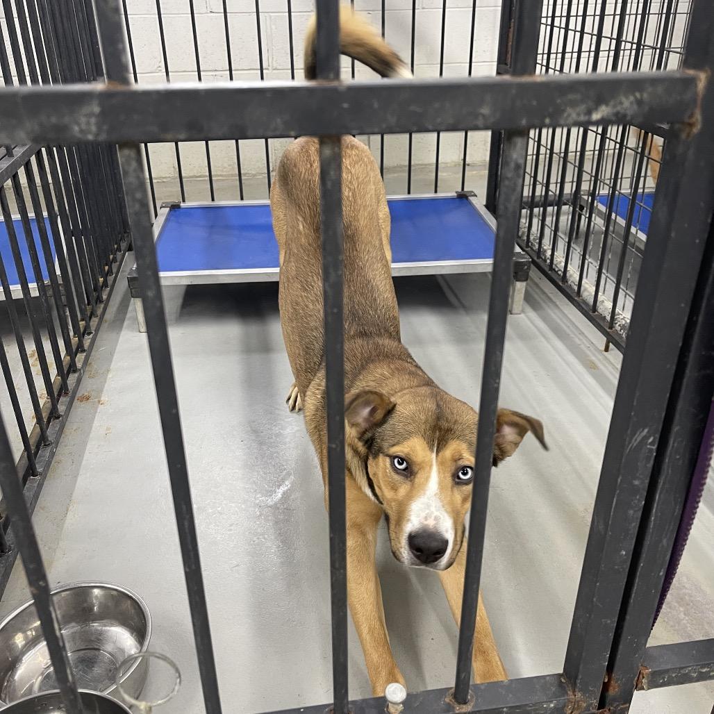 Enlarge Gregory, a Adoptable mixed breed in Henderson, KY image 2/6