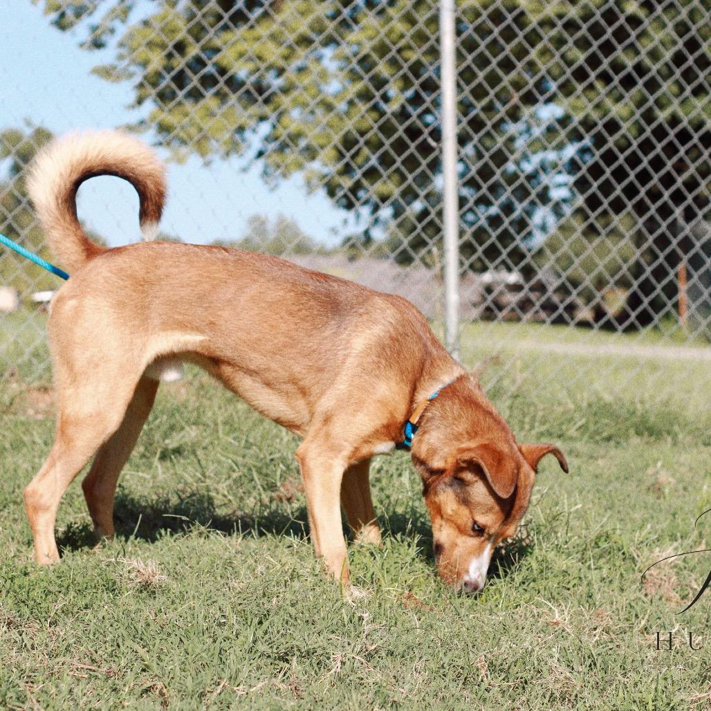Enlarge Gregory, a Adoptable mixed breed in Henderson, KY image 3/6