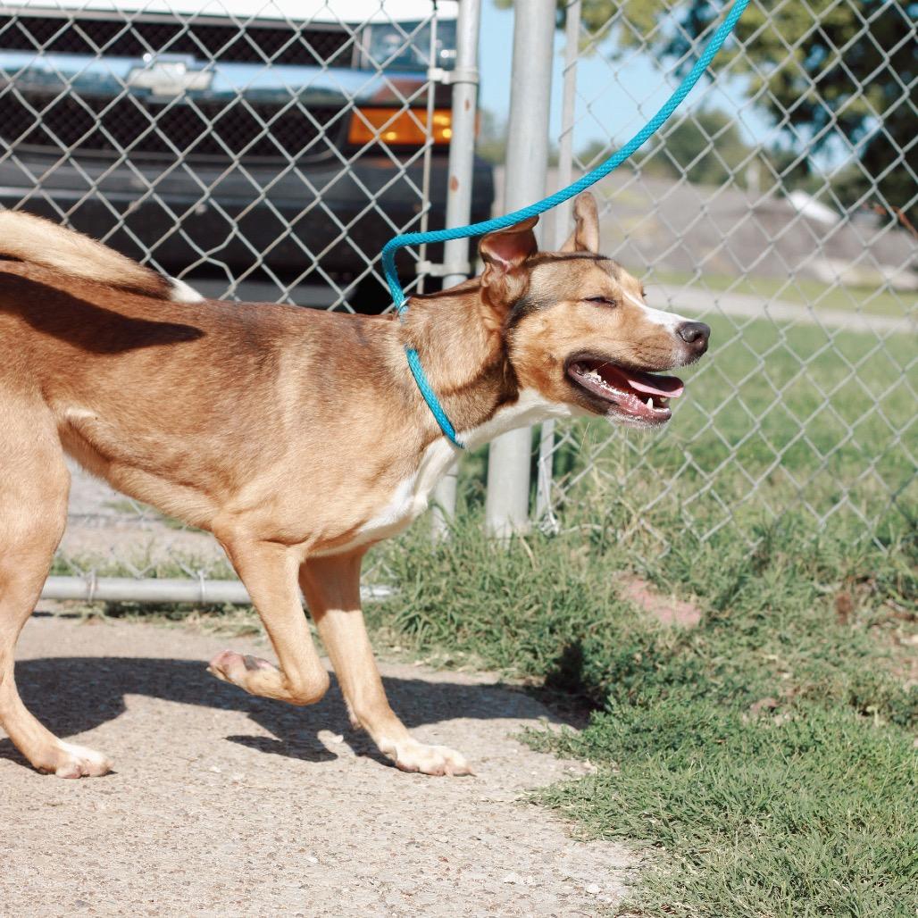 Enlarge Gregory, a Adoptable mixed breed in Henderson, KY image 4/6
