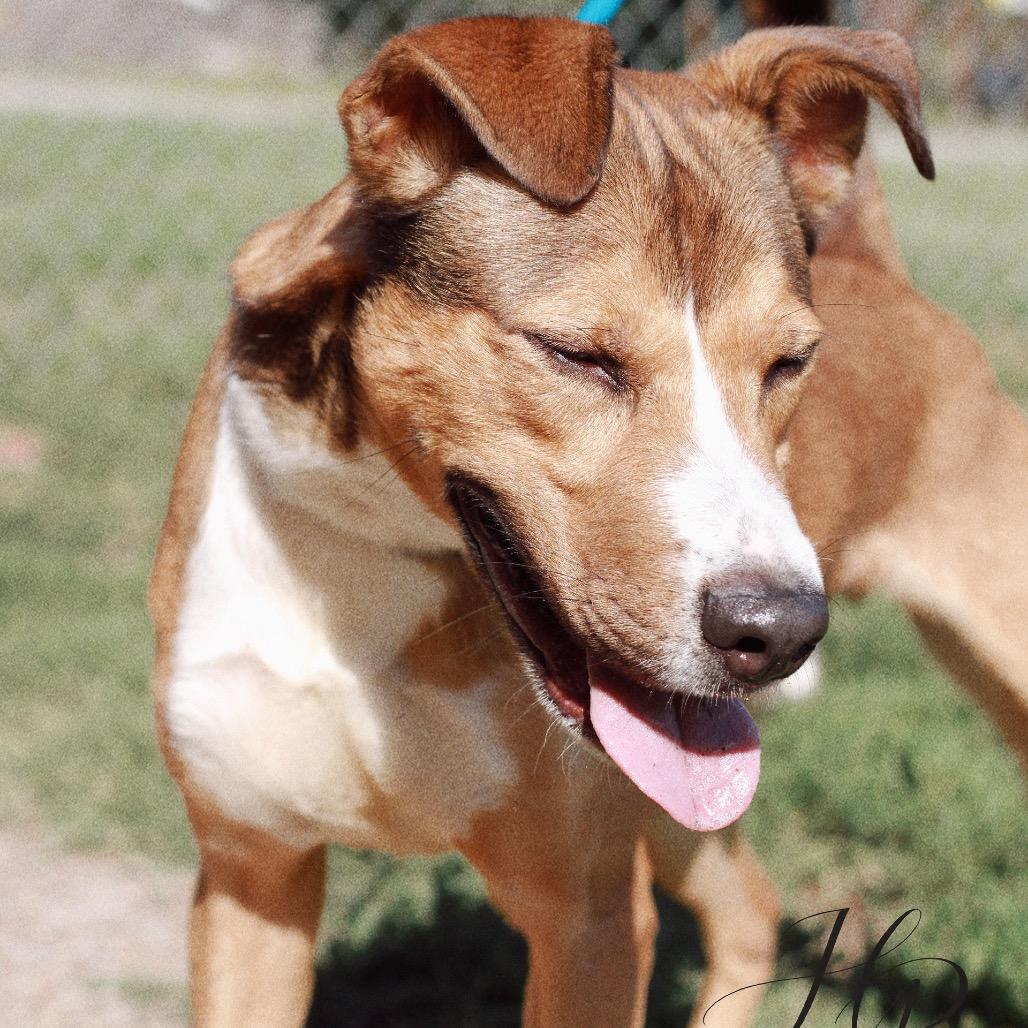 Enlarge Gregory, a Adoptable mixed breed in Henderson, KY image 5/6