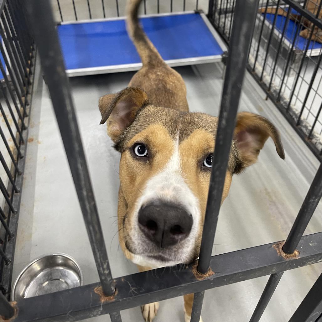 Enlarge Gregory, a Adoptable mixed breed in Henderson, KY image 6/6