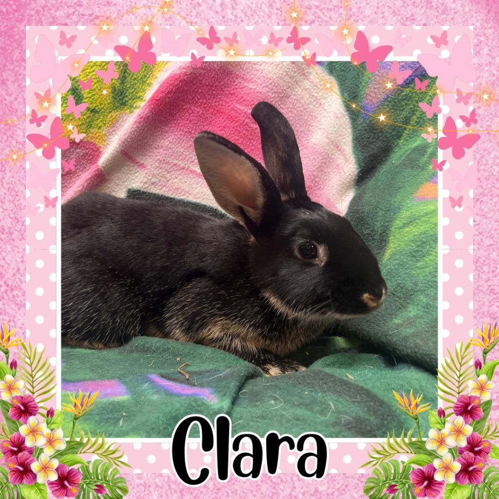 Clara, Adoptable, Baby Female Bunny Rabbit.