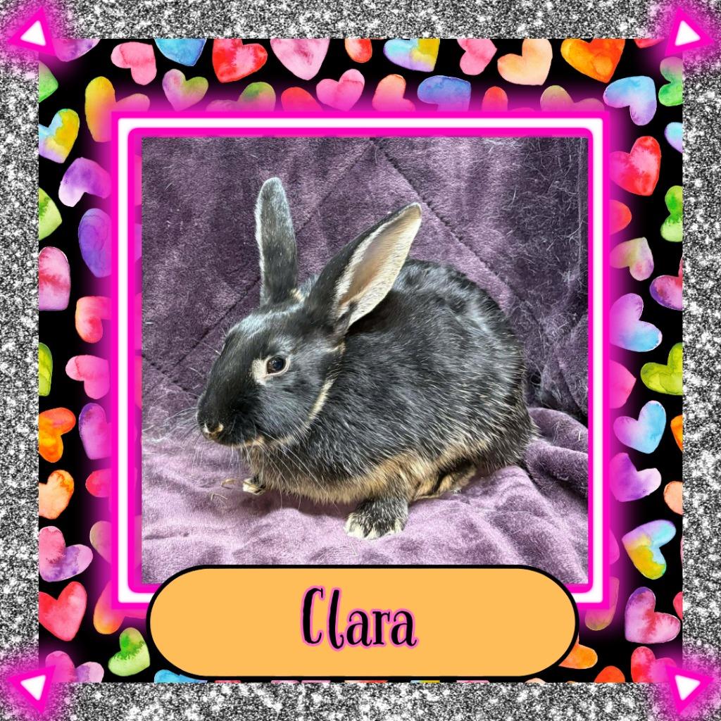 Enlarge Clara, a Adoptable Bunny Rabbit in Elizabethtown, KY image 1/3